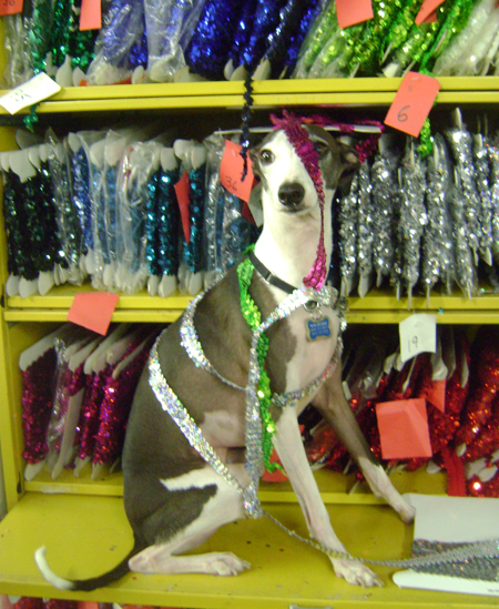 Walter Tangled in Sequin